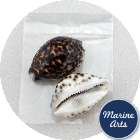 8679-P8 - Craft Pack - Tiger Cowrie Shells